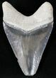 Reddish Gray Calico  Bone Valley Megalodon Tooth #22188-1
